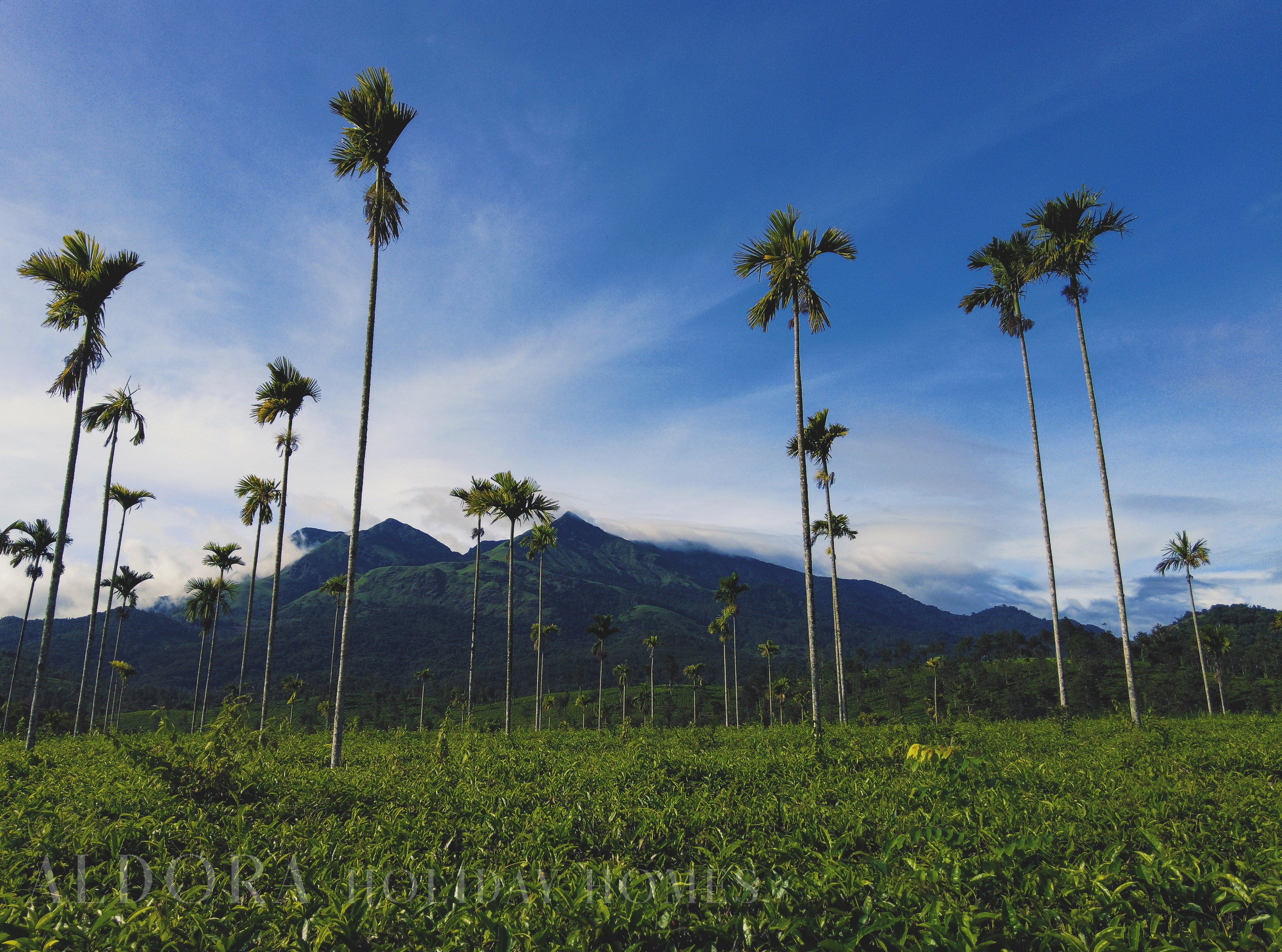 Hotel Chundale India nomad remote 583426e2-16ac-4dff-8b9c-0f33825ac9dc_Aldora16chermbra.jpg