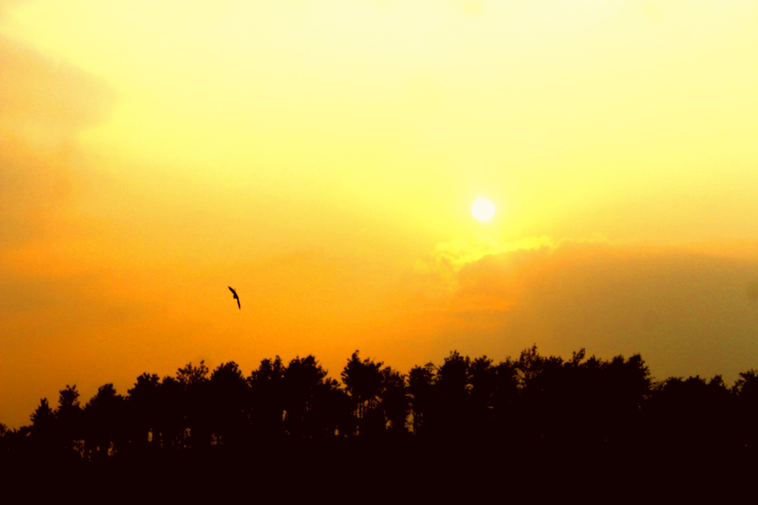 Hotel Chundale India nomad remote c0524e25-affa-43af-9a54-7eeb9c1efbbd_Morningsunset.jpg