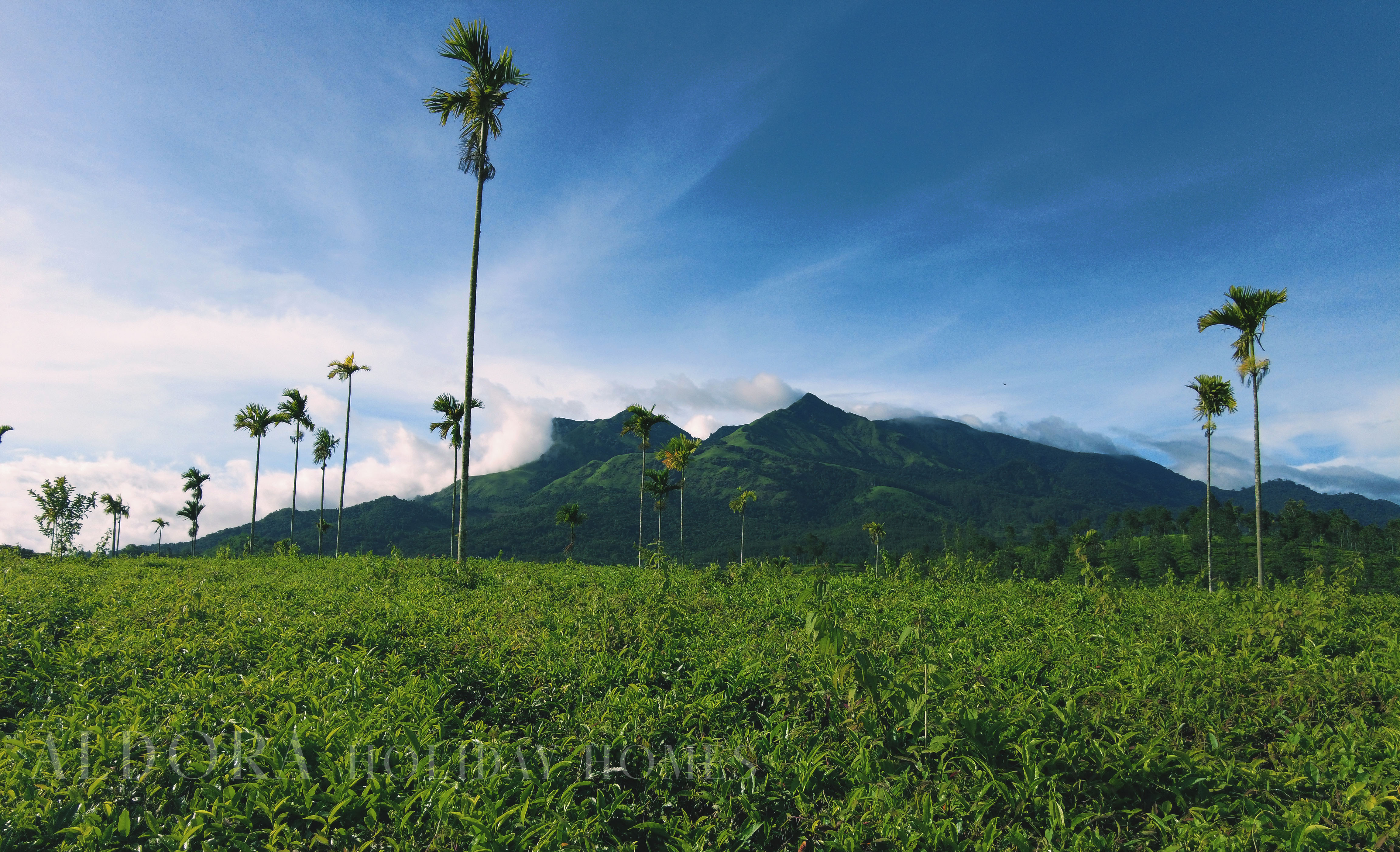 Hotel Chundale India nomad remote f9535ac3-9f14-4ec1-a322-600725803ab5_Aldora14teagarden.jpg