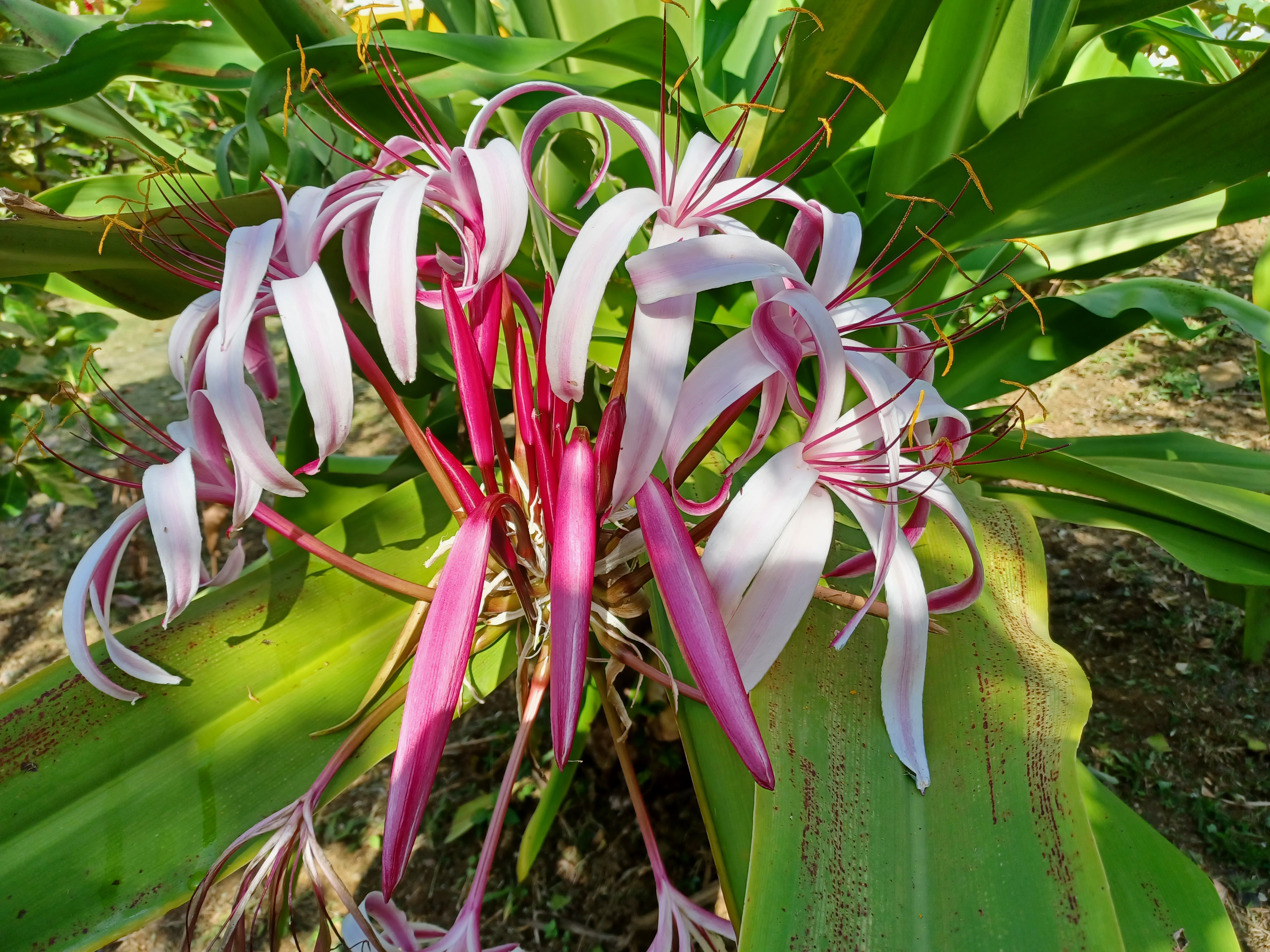 Hotel Portsmouth Dominica nomad remote 7cb1d663-c450-45d2-9734-add2ddc67e11_20211015081016.jpg