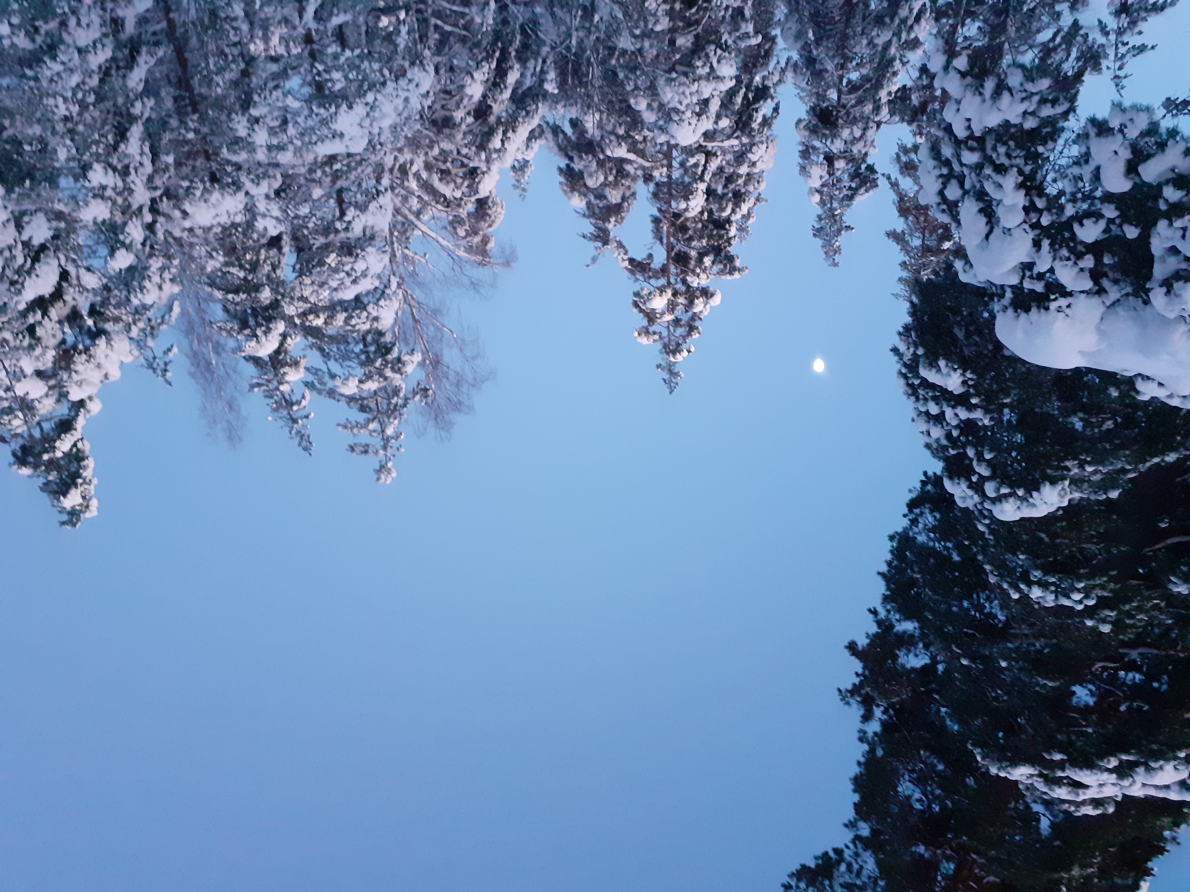 Hotel Raasepori Finland nomad remote a539940f-ca9f-4267-898c-2eebb82081da_wintertrees.jpg